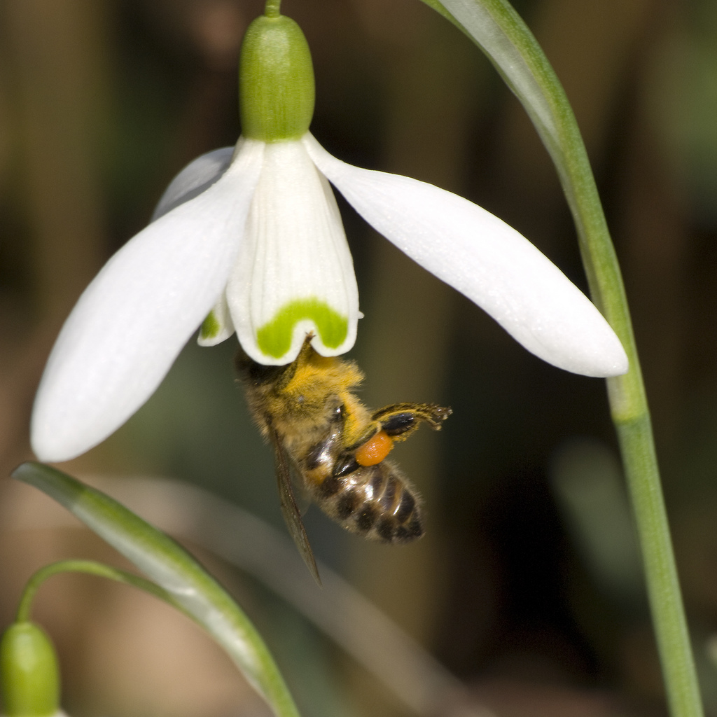 Beepollinating